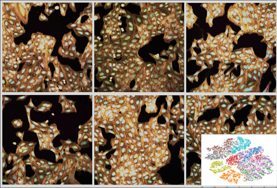 Imaging: 薬効・毒性の類推